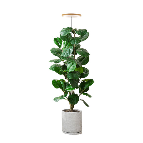 Bamboo Plant Grow Light Plus Version