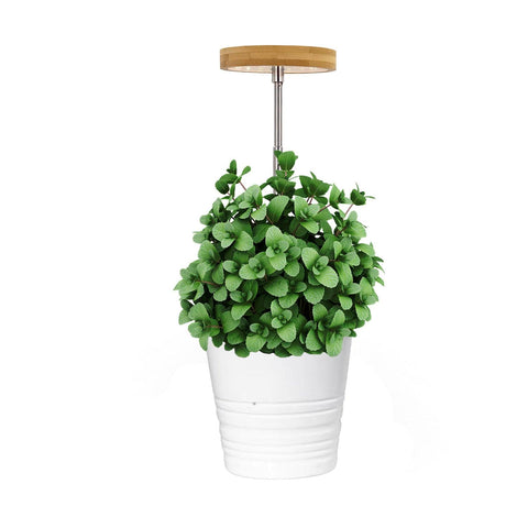 Bamboo Shell Grow Light， 1pc - Yadoker